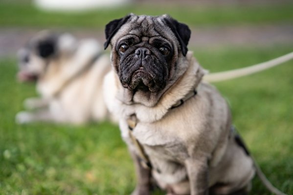 pug dog sitting